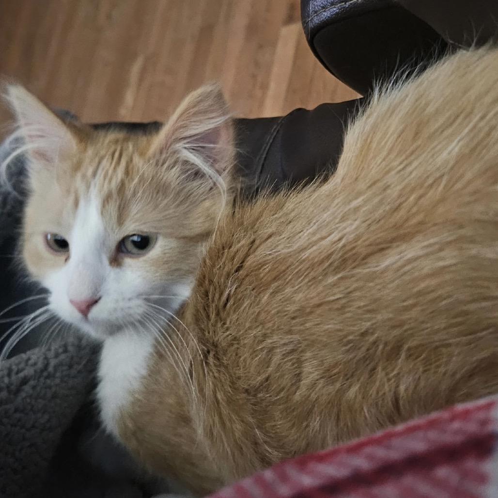 Mandarin — thumbnail 2