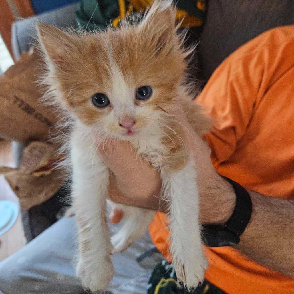 Mandarin — thumbnail 3