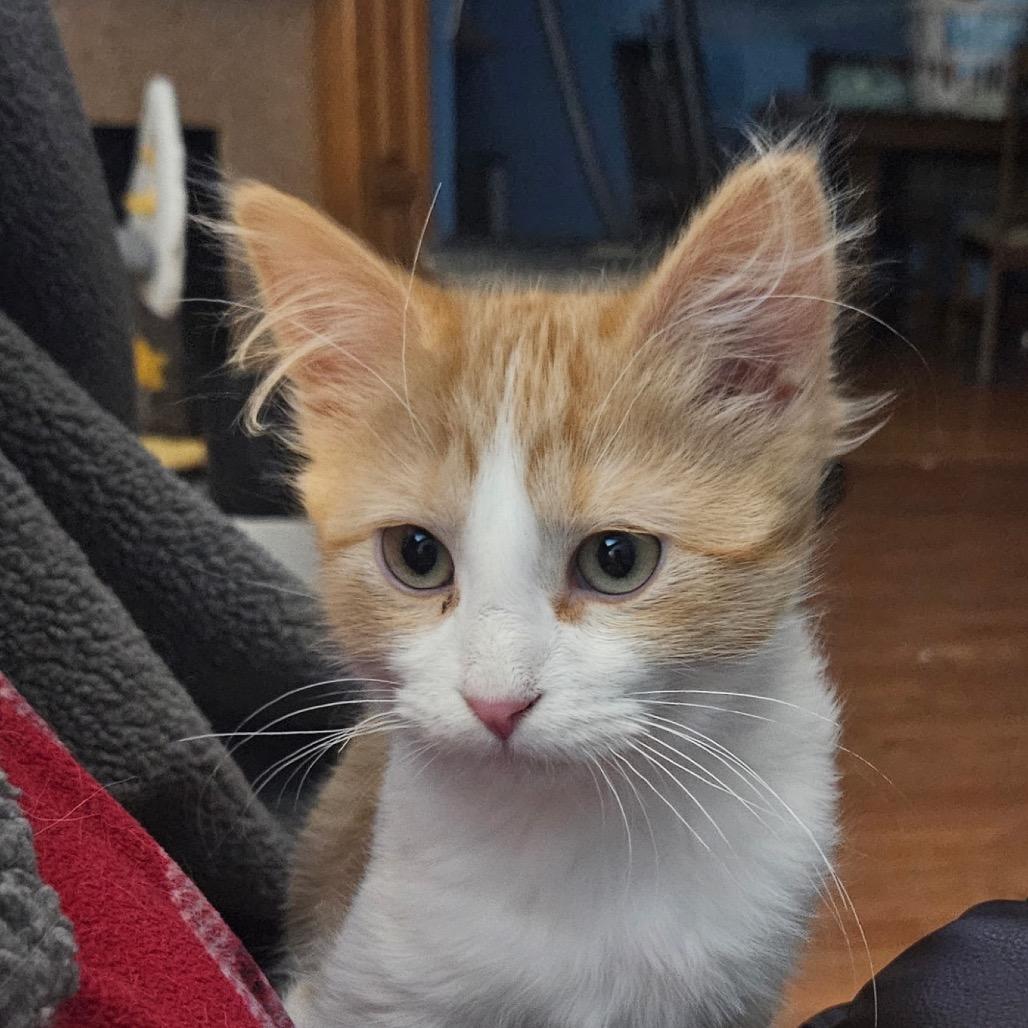 Mandarin — thumbnail 4