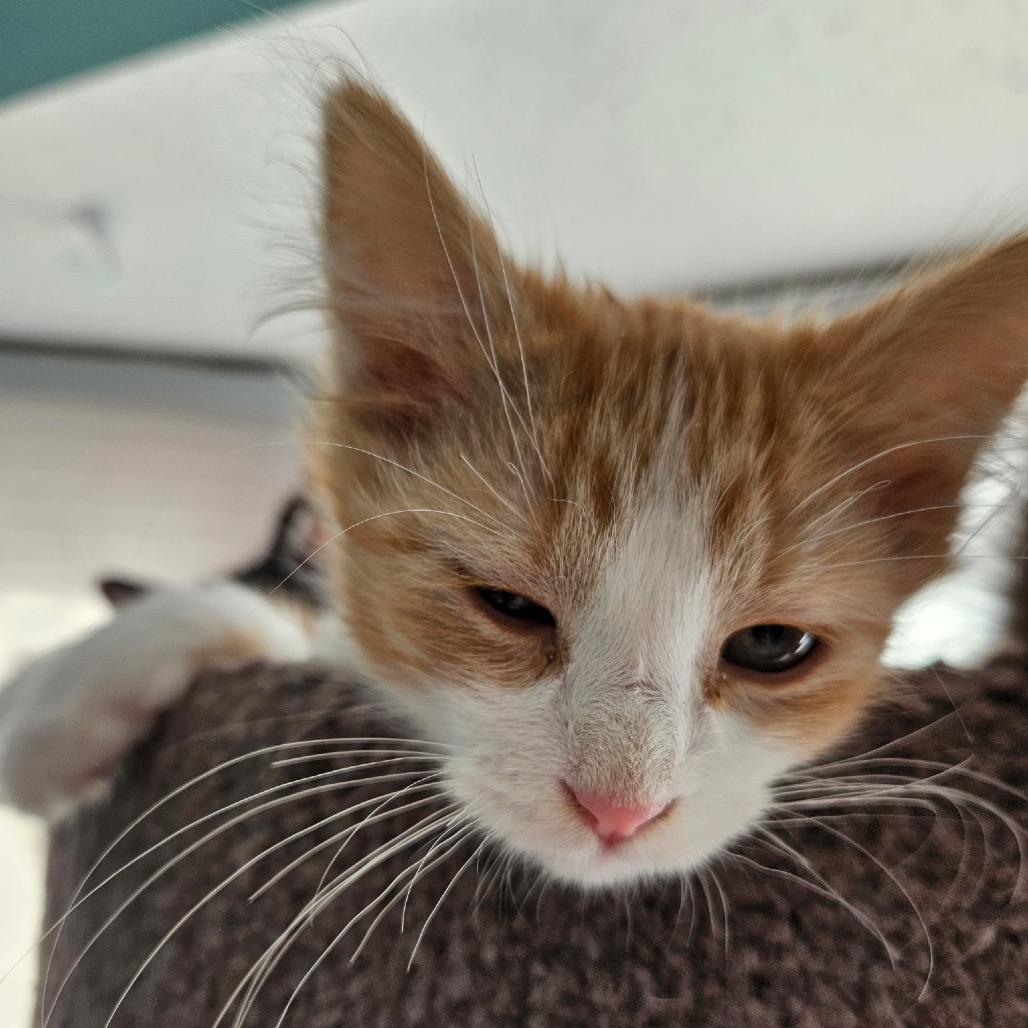 Mandarin — thumbnail 5