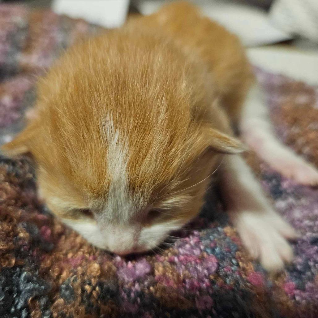 Mandarin — thumbnail 6