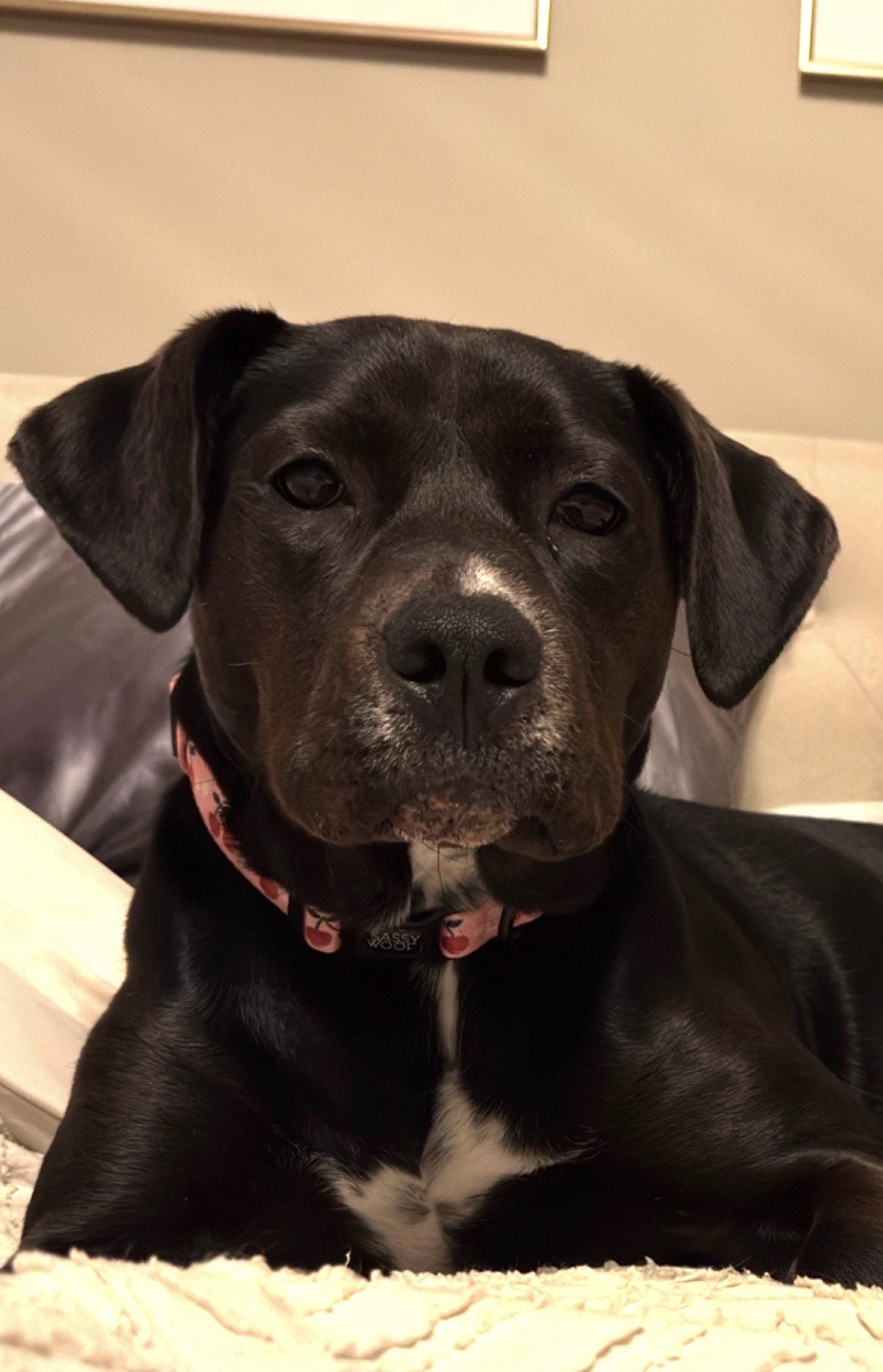 Adeline, Adoptable, Young Female Labrador Retriever.