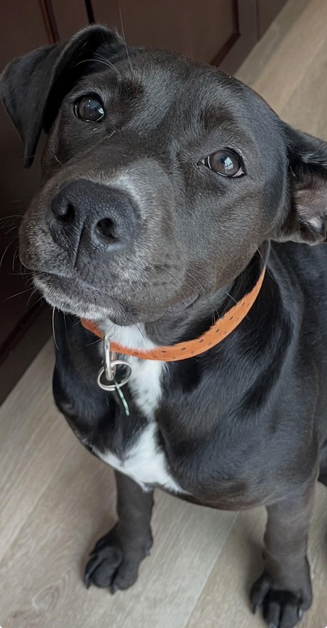 Enlarge Adeline, a Adoptable Labrador Retriever in Tonawanda, NY image 2/3