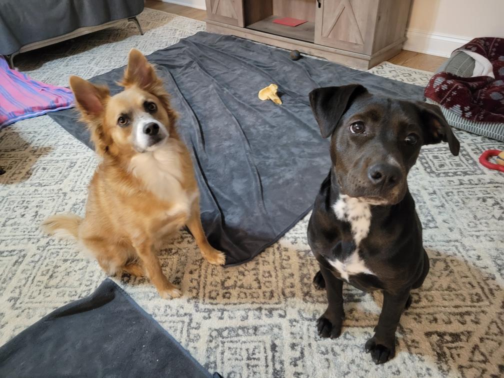 Enlarge Adeline, a Adoptable Labrador Retriever in Tonawanda, NY image 3/3