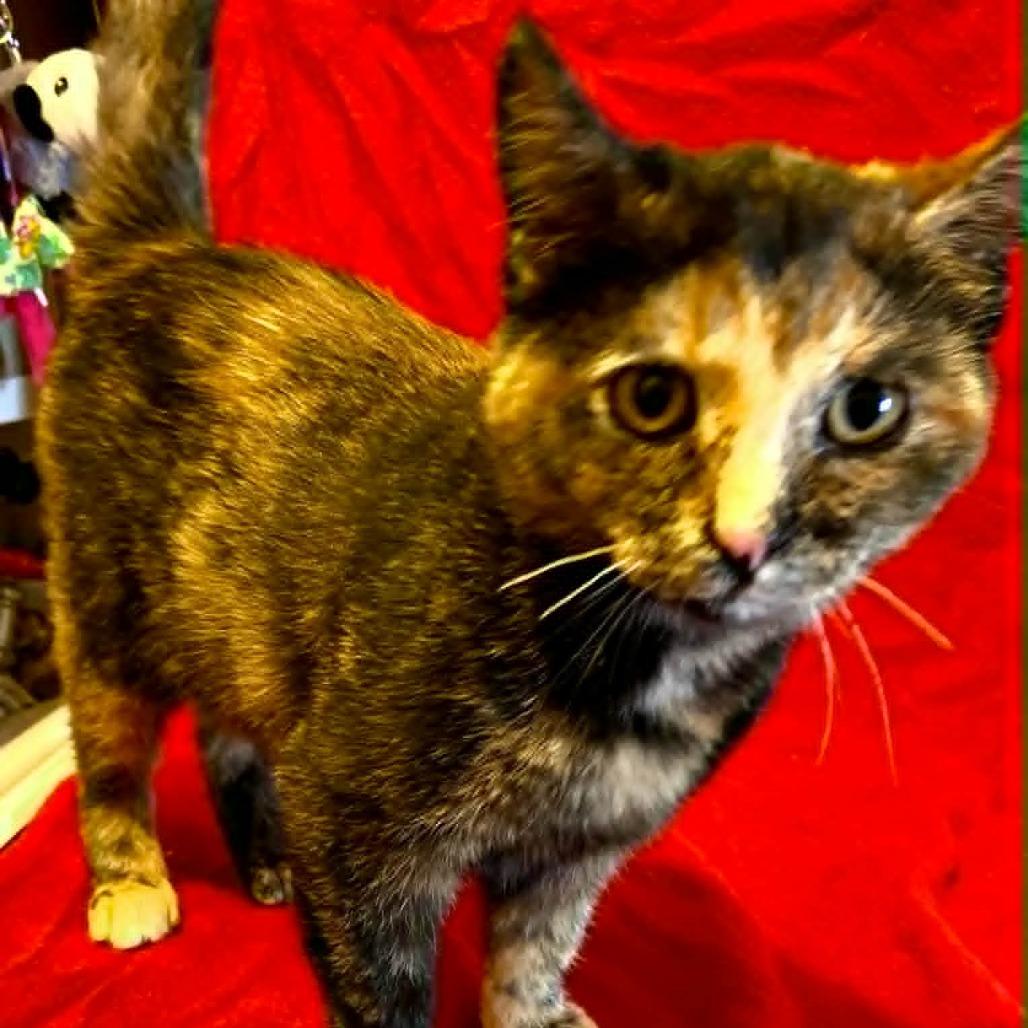 Reeses, Adoptable, Kitten Female Domestic Short Hair.