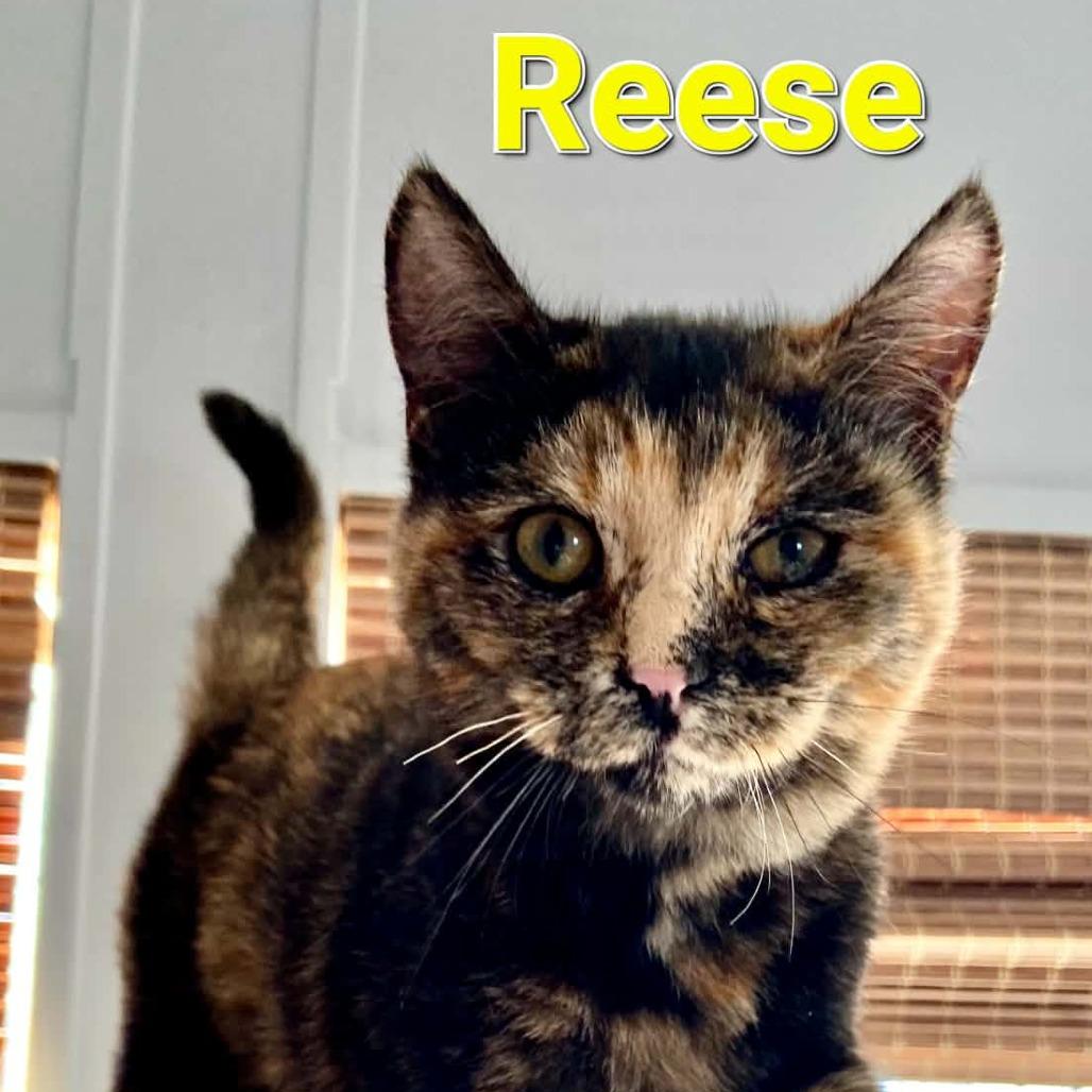 Enlarge Reeses, a Adoptable Domestic Short Hair in Charlottesville, VA image 2/2