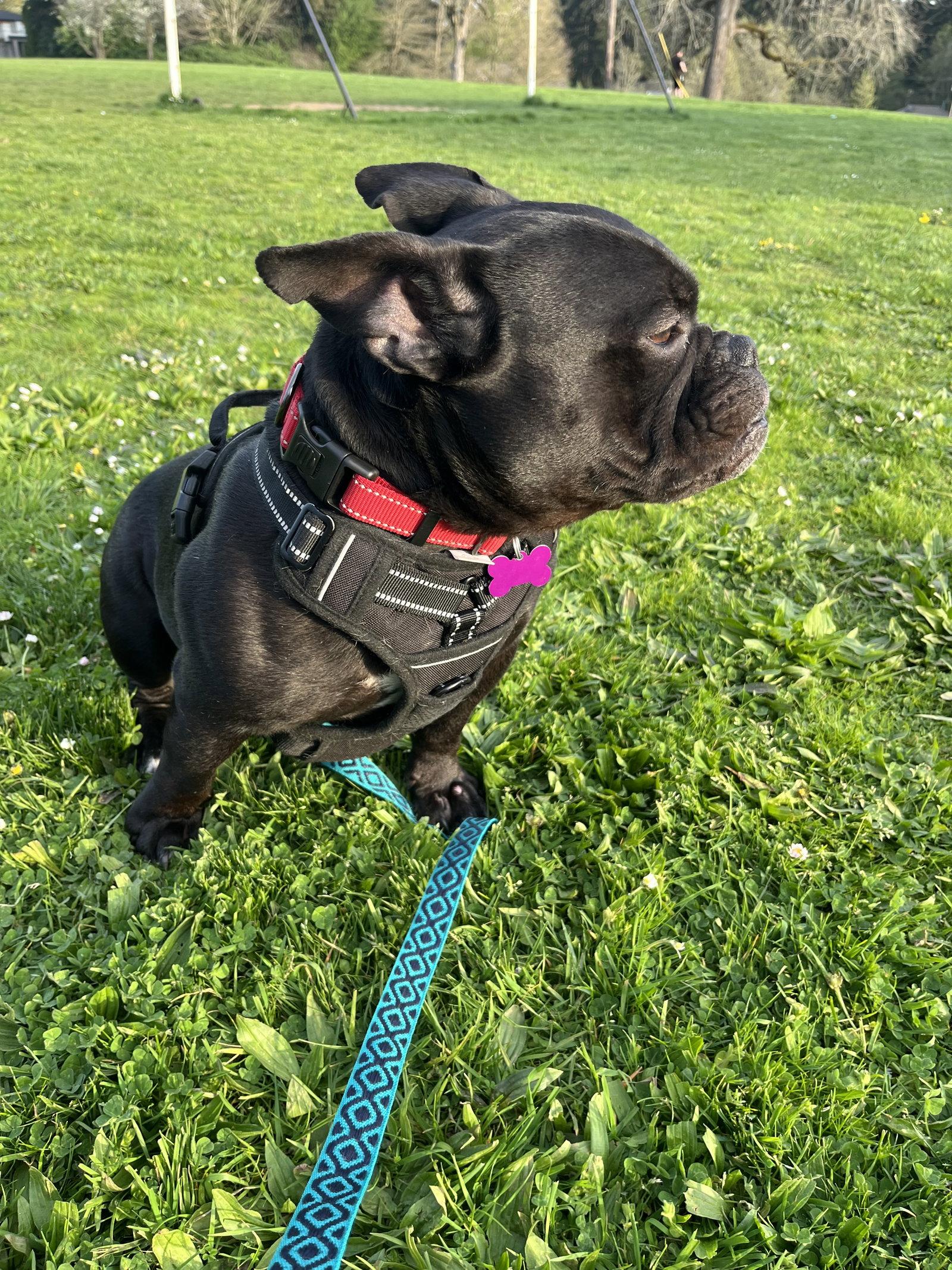 King, Adoptable, Adult Male French Bulldog & Staffordshire Bull Terrier.