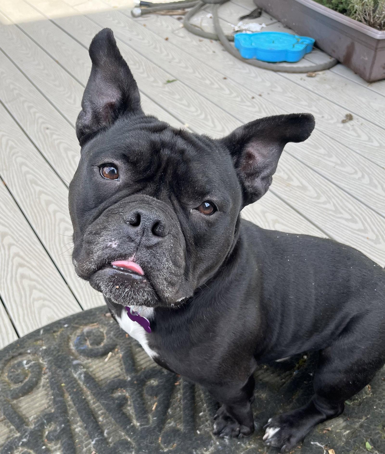 Enlarge King, a Adoptable mixed breed in Portland, OR image 2/3