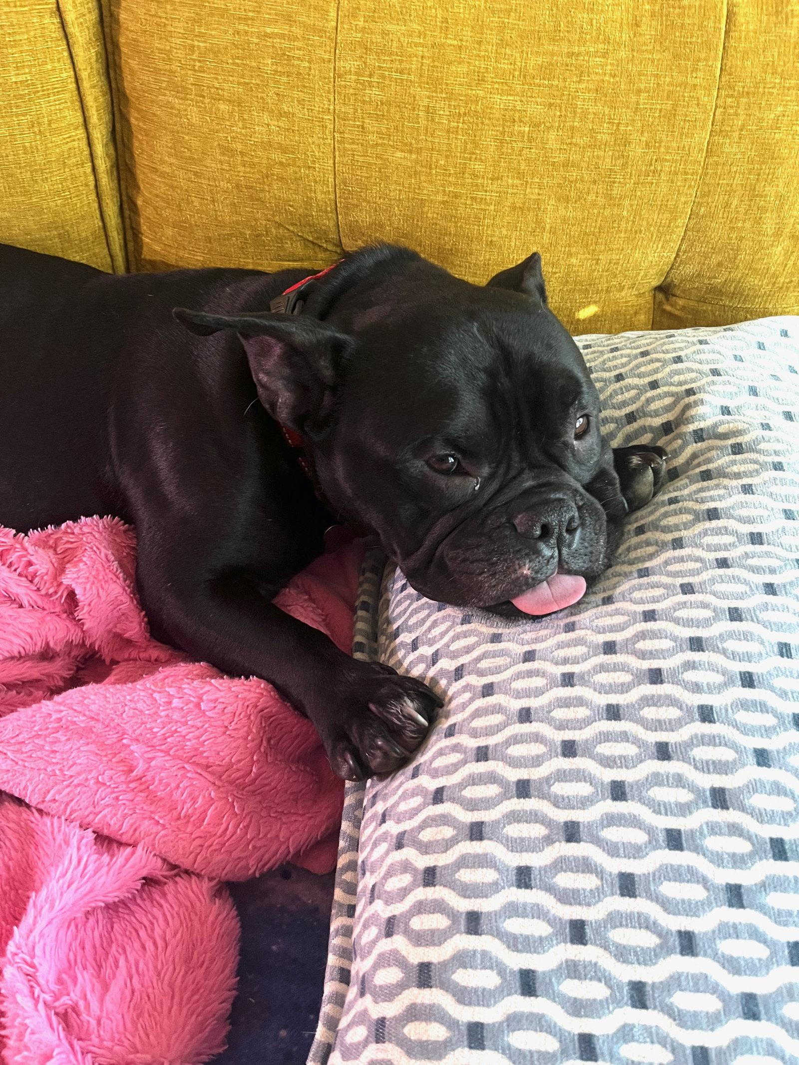 Enlarge King, a Adoptable mixed breed in Portland, OR image 3/3