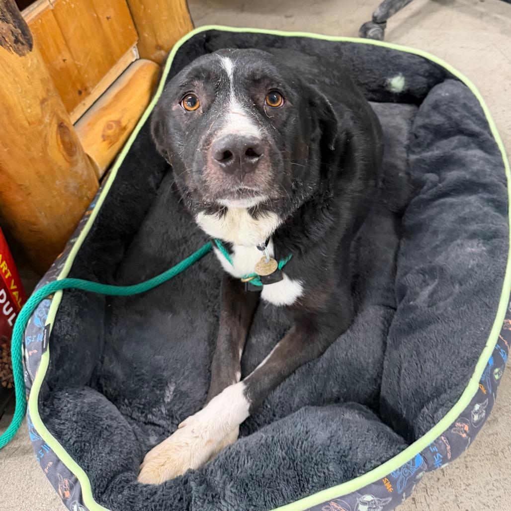Miss Polly, Adoptable, Adult Female Border Collie.