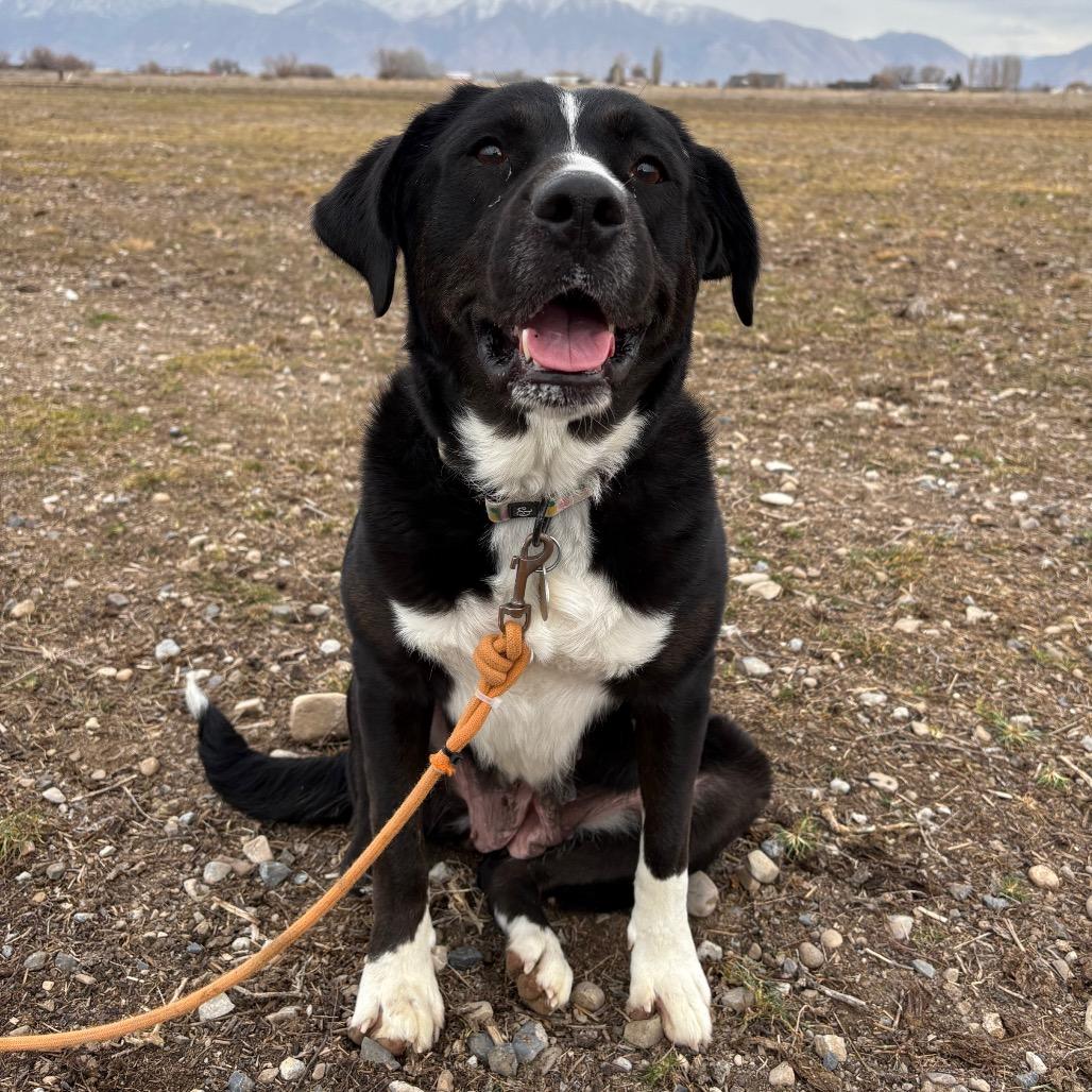 Enlarge Miss Polly, a Adoptable Border Collie in Spanish Fork, UT image 1/6