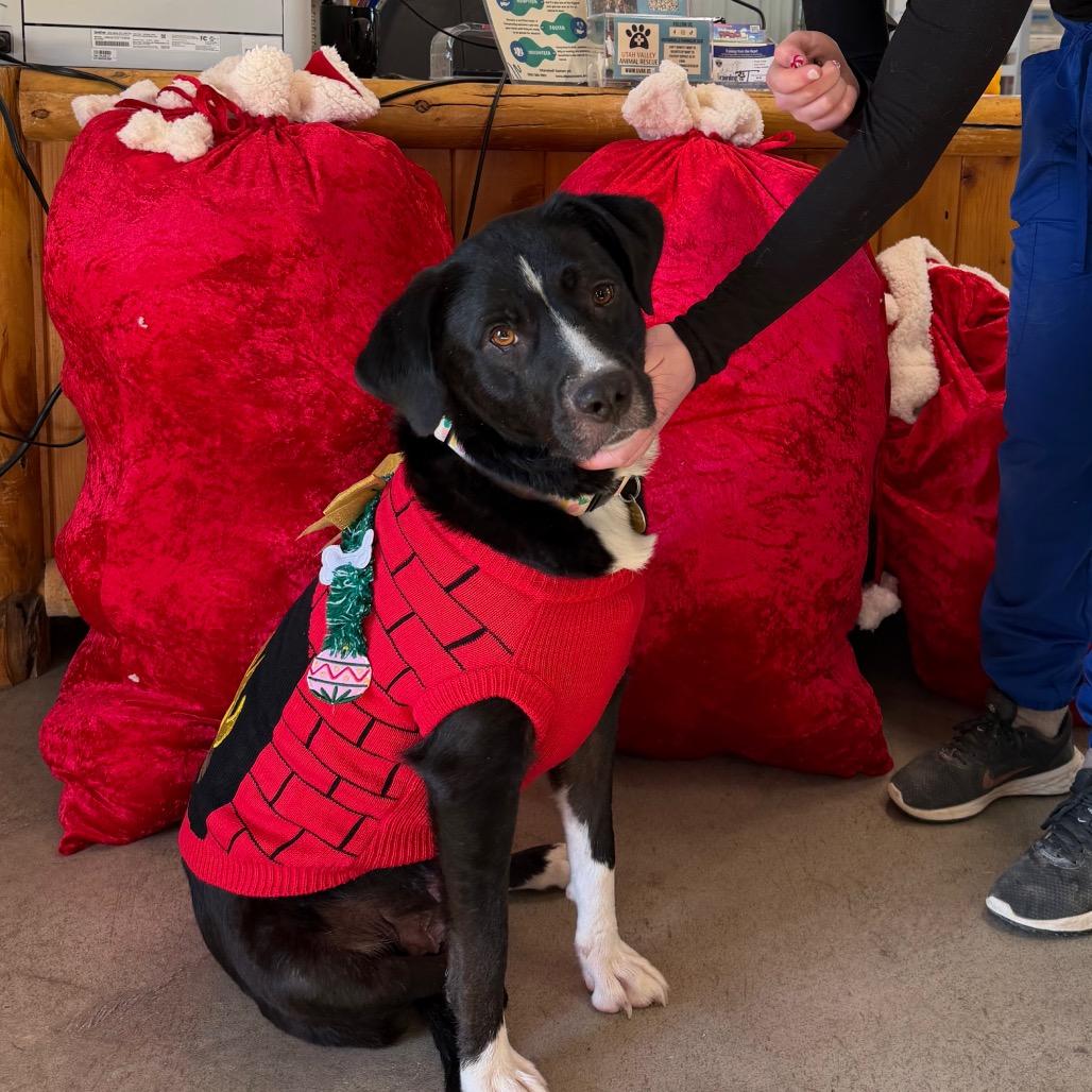 Enlarge Miss Polly, a Adoptable Border Collie in Spanish Fork, UT image 2/6