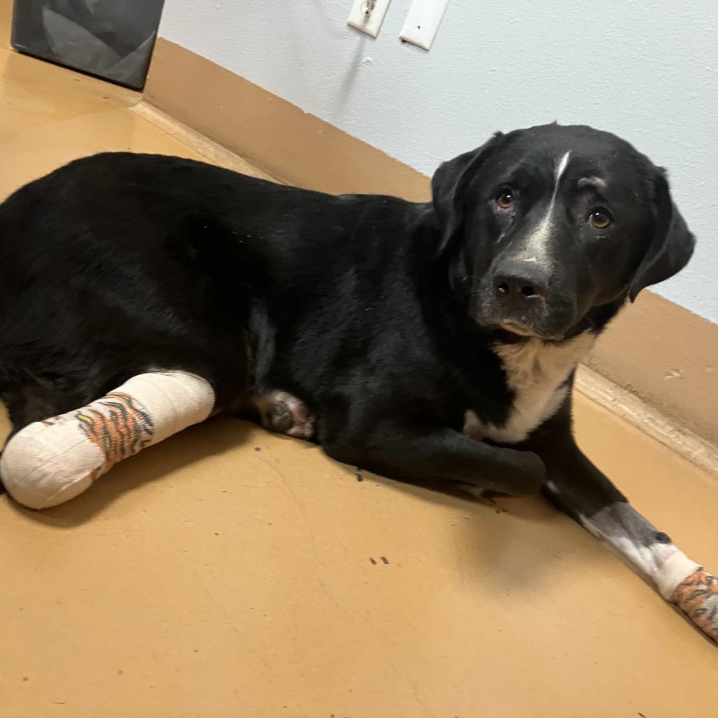 Miss Polly, a Adoptable Border Collie in Spanish Fork, UT image 1/6