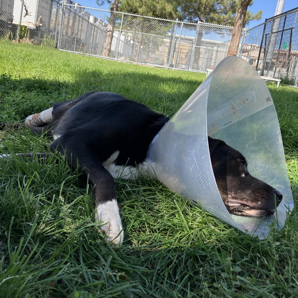 Miss Polly, a Adoptable Border Collie in Spanish Fork, UT image 3/6