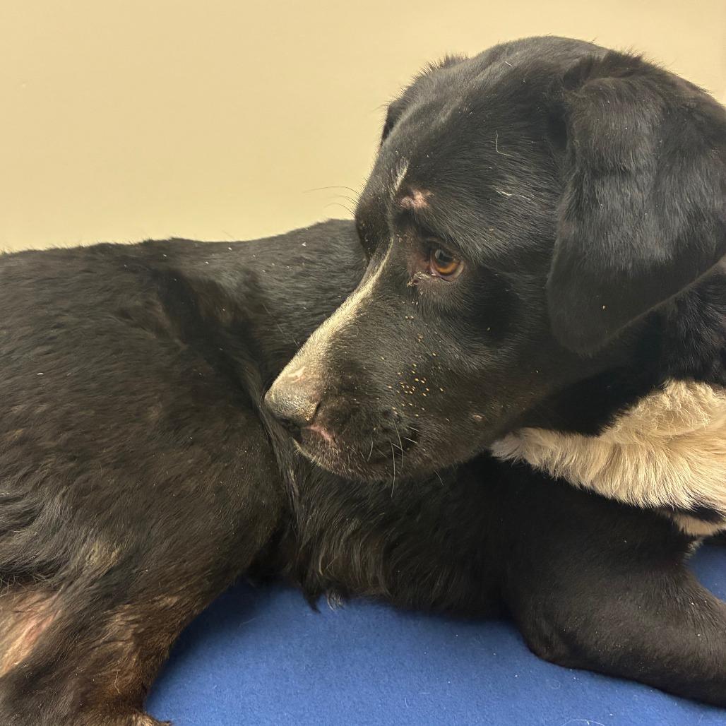 Miss Polly, a Adoptable Border Collie in Spanish Fork, UT image 4/6