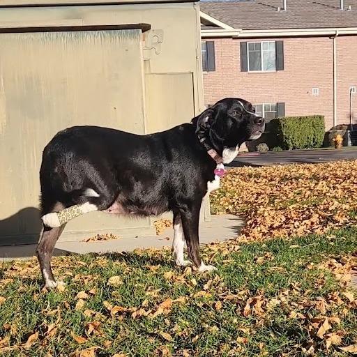 Miss Polly, a Adoptable Border Collie in Spanish Fork, UT image 5/6