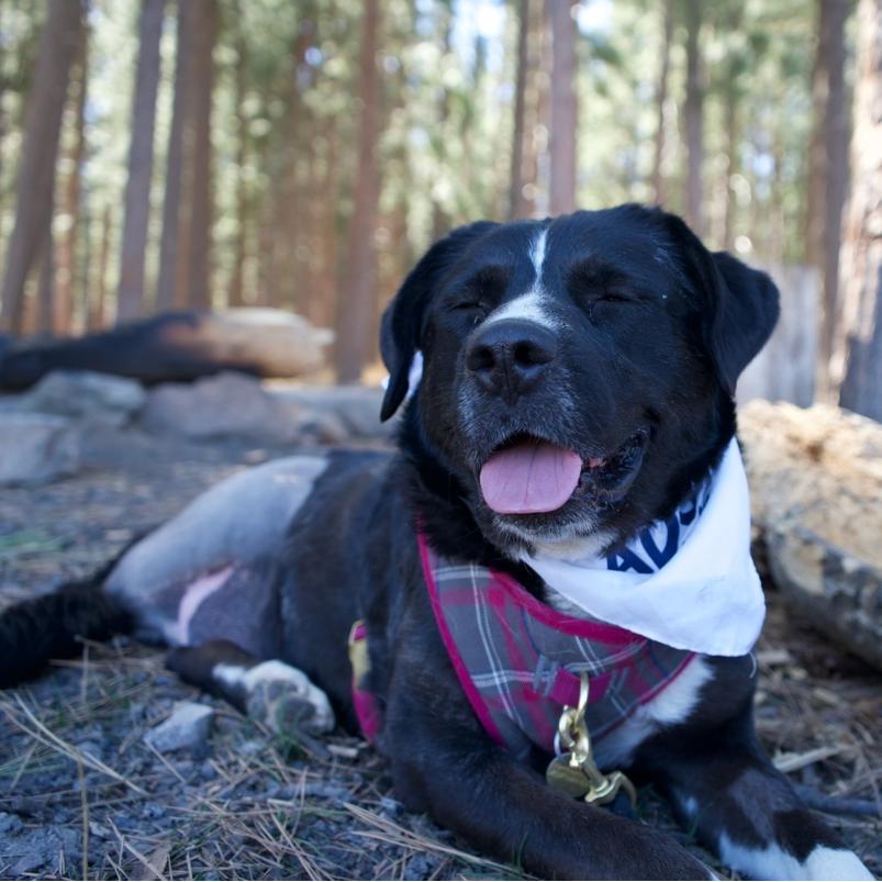 Enlarge Miss Polly, a Adoptable Border Collie in Spanish Fork, UT image 5/6