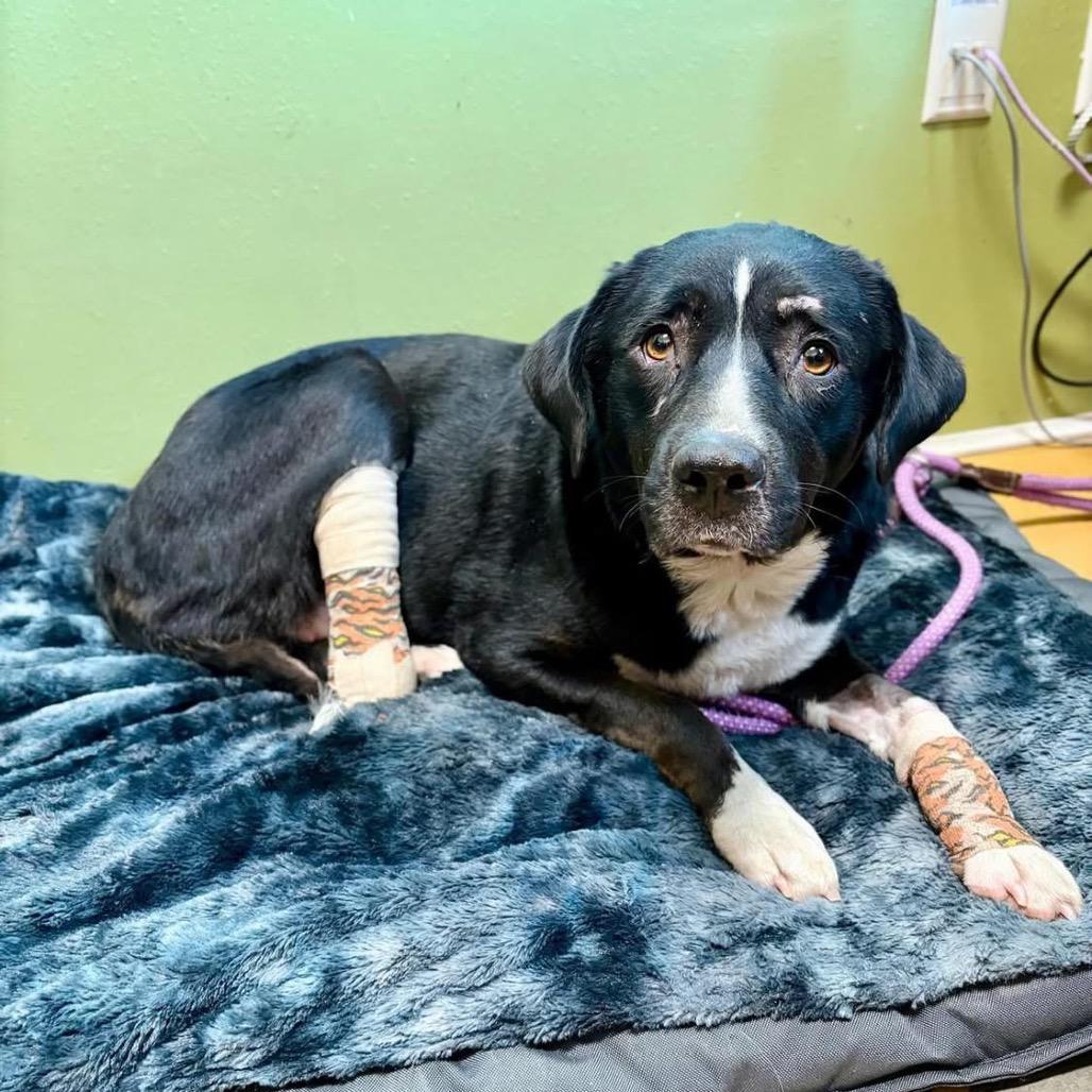 Miss Polly, a Adoptable Border Collie in Spanish Fork, UT image 6/6