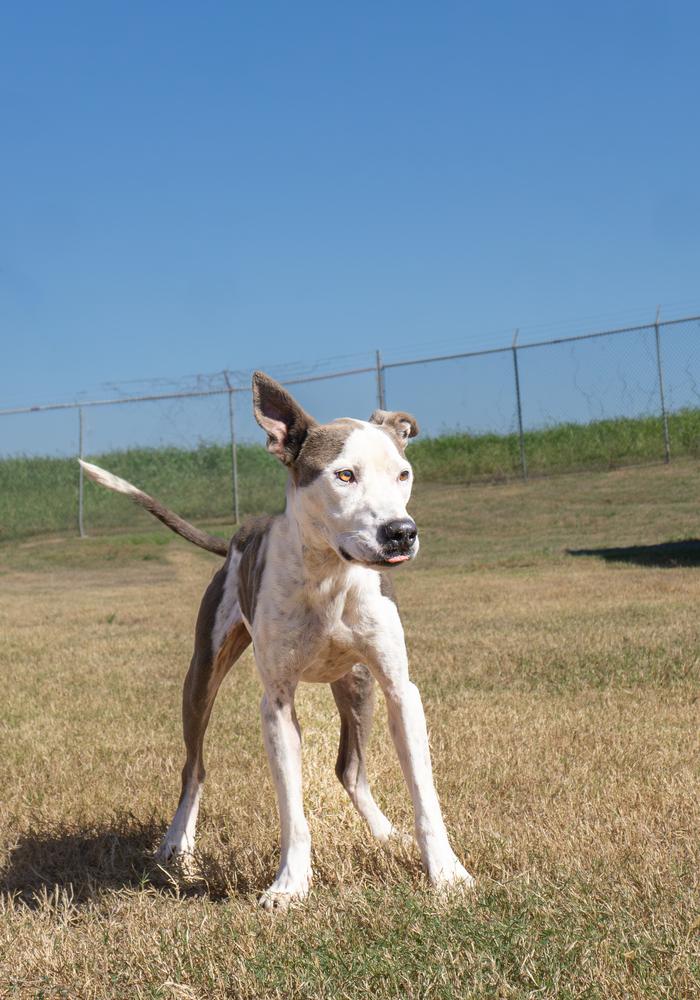 Roger, Adoptable, Young Male Mixed Breed.