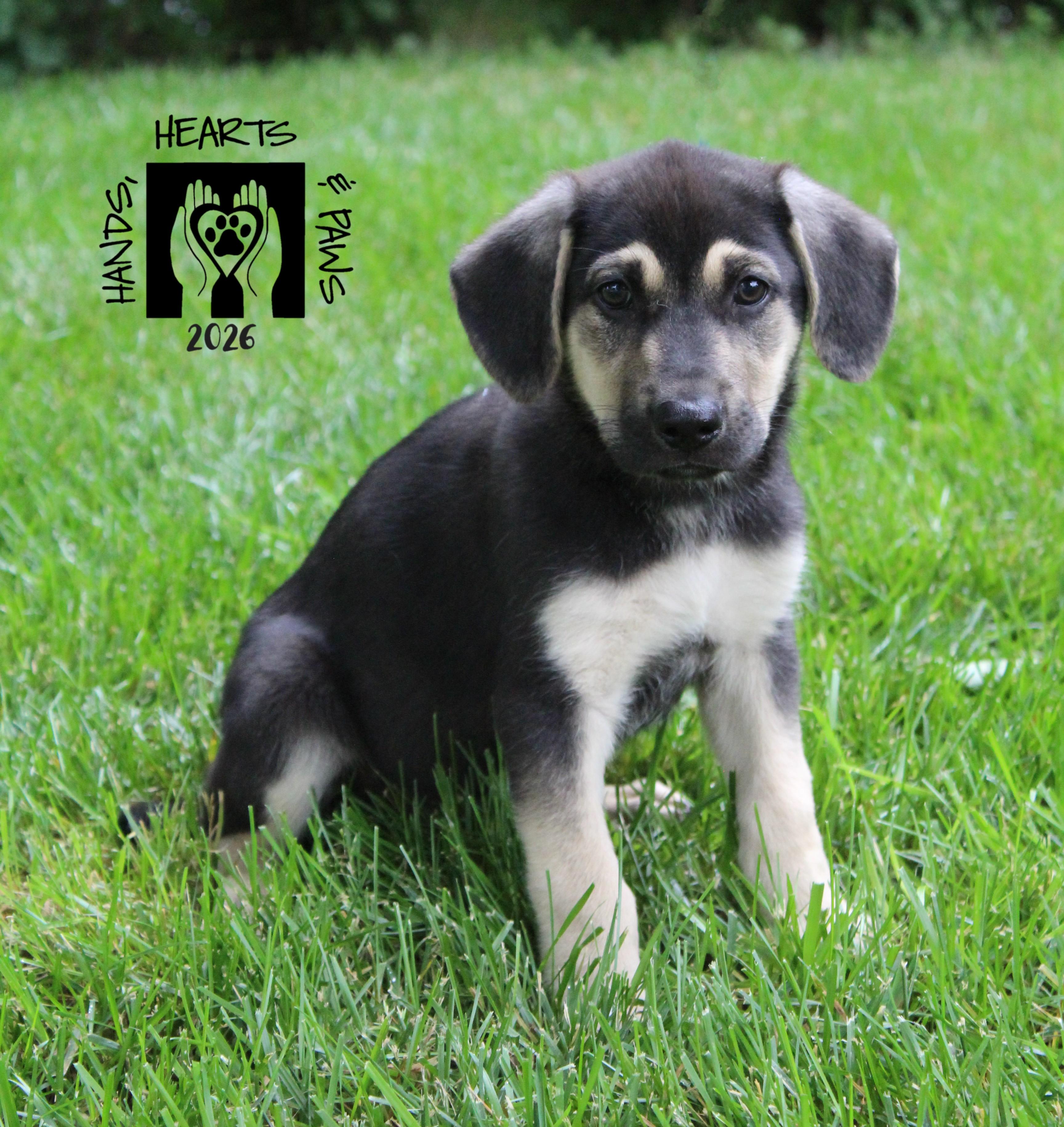 Rumple, Adoptable, Puppy Male Shepherd & Labrador Retriever.