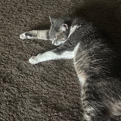 Luna — thumbnail 2