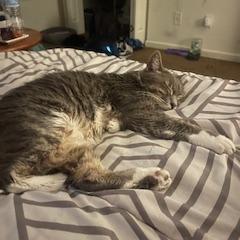 Luna — thumbnail 3