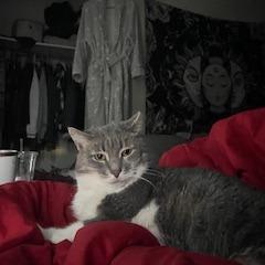 Luna — thumbnail 4