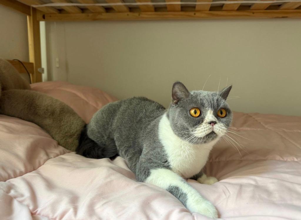 Sonia, Adoptable, Adult Female British Shorthair.