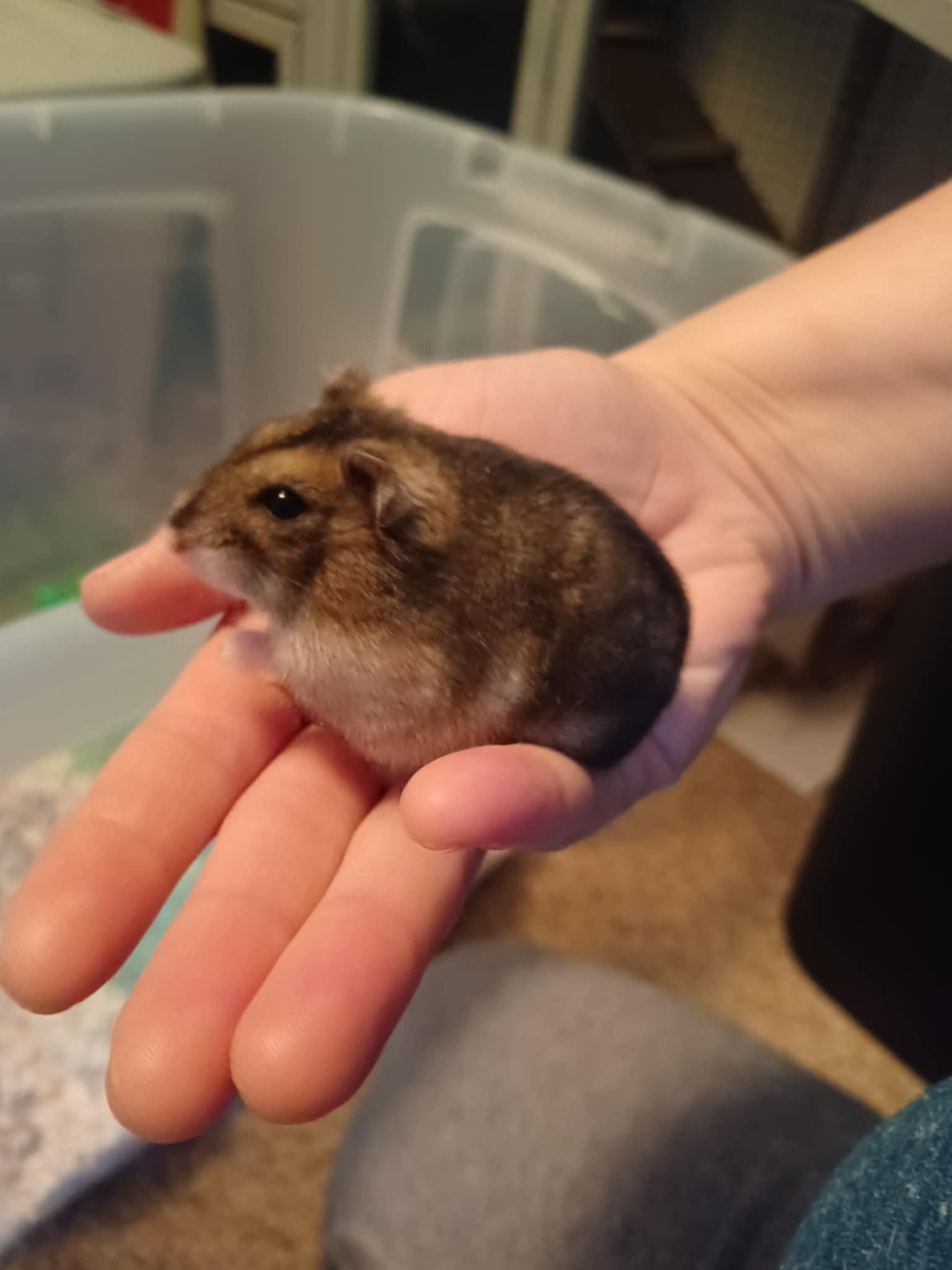 Enlarge Lime, a Adoptable Dwarf Hamster in FRANKTON, IN image 1/3