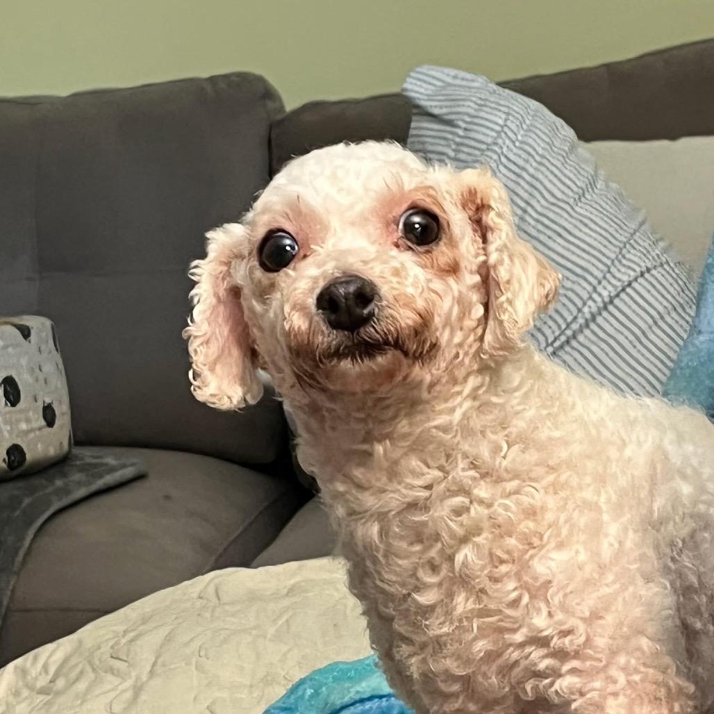 Enlarge Sophia, a Adoptable Bichon Frise in St. Charles, IL image 1/6