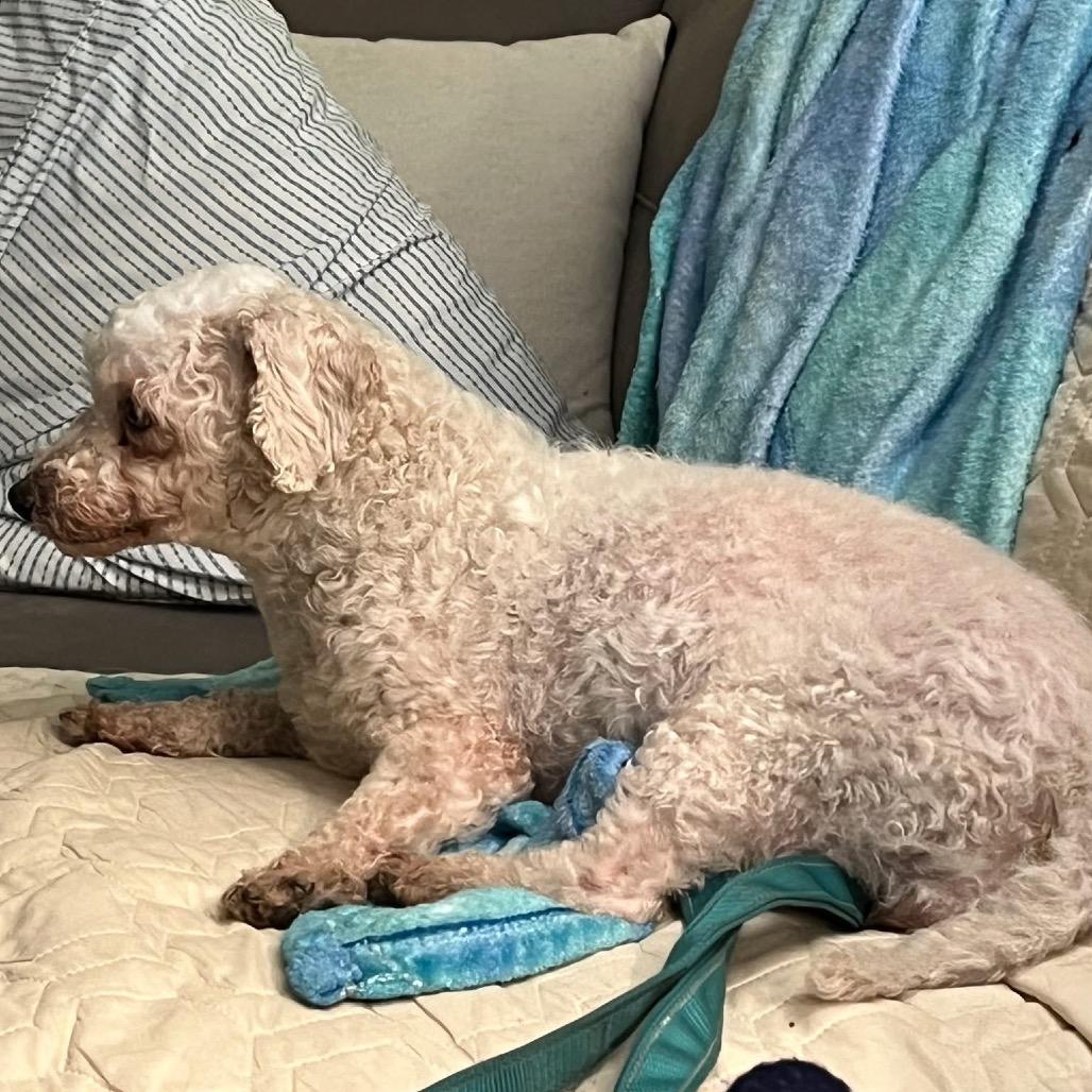 Enlarge Sophia, a Adoptable Bichon Frise in St. Charles, IL image 2/6