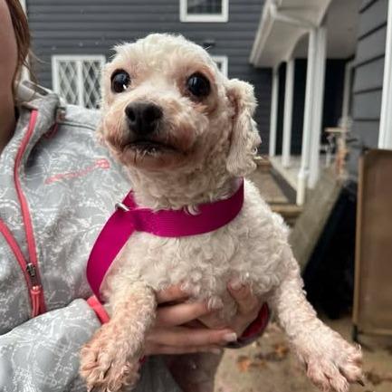 Enlarge Sophia, a Adoptable Bichon Frise in St. Charles, IL image 3/6