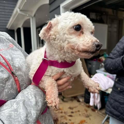 Enlarge Sophia, a Adoptable Bichon Frise in St. Charles, IL image 4/6
