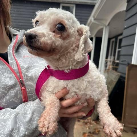 Enlarge Sophia, a Adoptable Bichon Frise in St. Charles, IL image 5/6