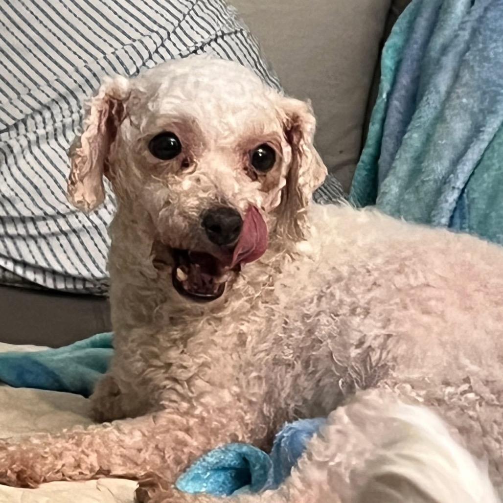 Enlarge Sophia, a Adoptable Bichon Frise in St. Charles, IL image 6/6