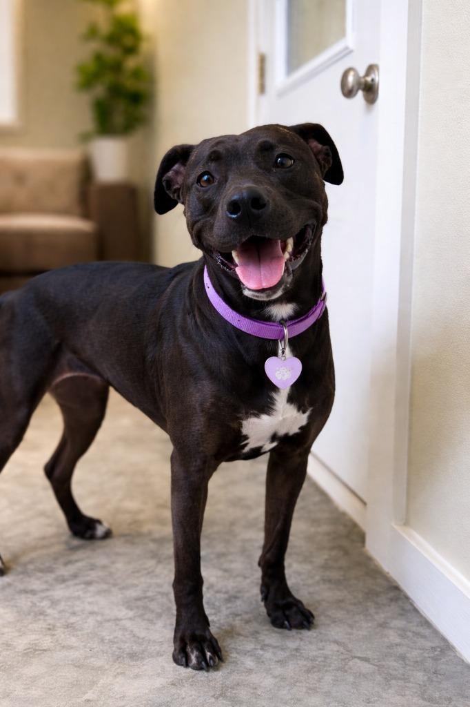 Daisy, Adopted, Young Female Pit Bull Terrier & Labrador Retriever.
