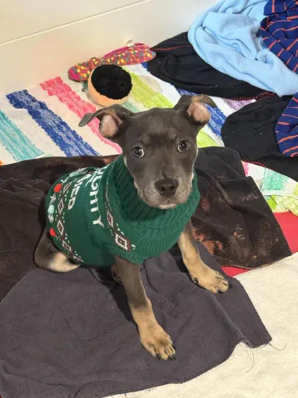 Enlarge Twinkie, a Adoptable mixed breed in Grand Rapids, MI image 1/6