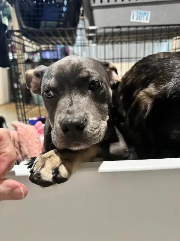 Enlarge Twinkie, a Adoptable mixed breed in Grand Rapids, MI image 3/6