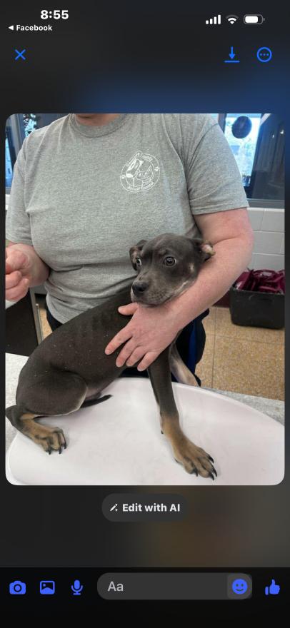 Enlarge Twinkie, a Adoptable mixed breed in Grand Rapids, MI image 4/6