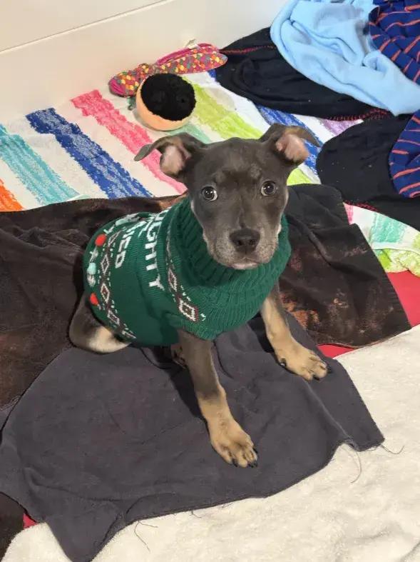 Enlarge Twinkie, a Adoptable mixed breed in Grand Rapids, MI image 6/6