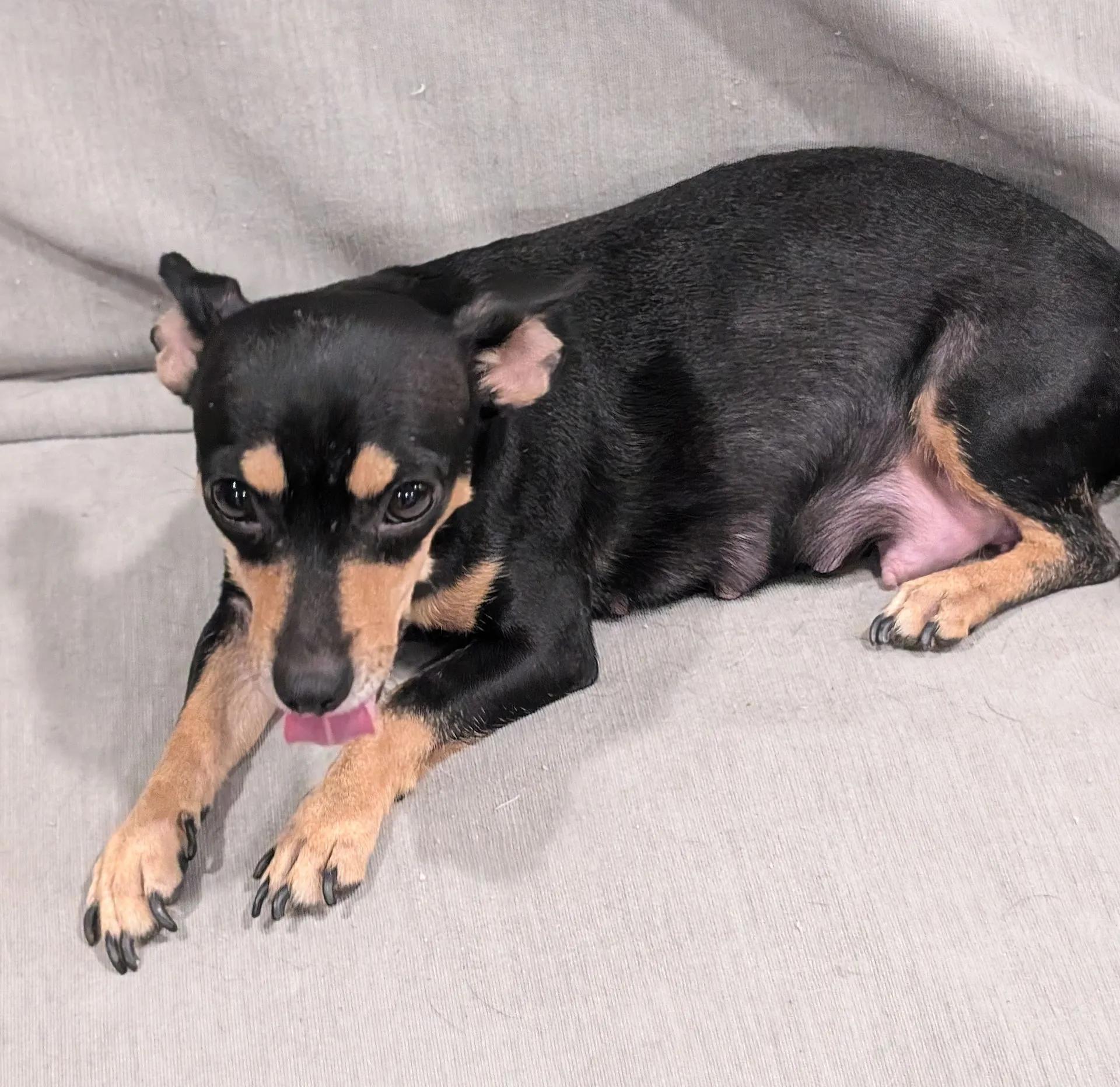 Enlarge Dolly, a Adoptable Chihuahua in Albuquerque, NM image 1/1