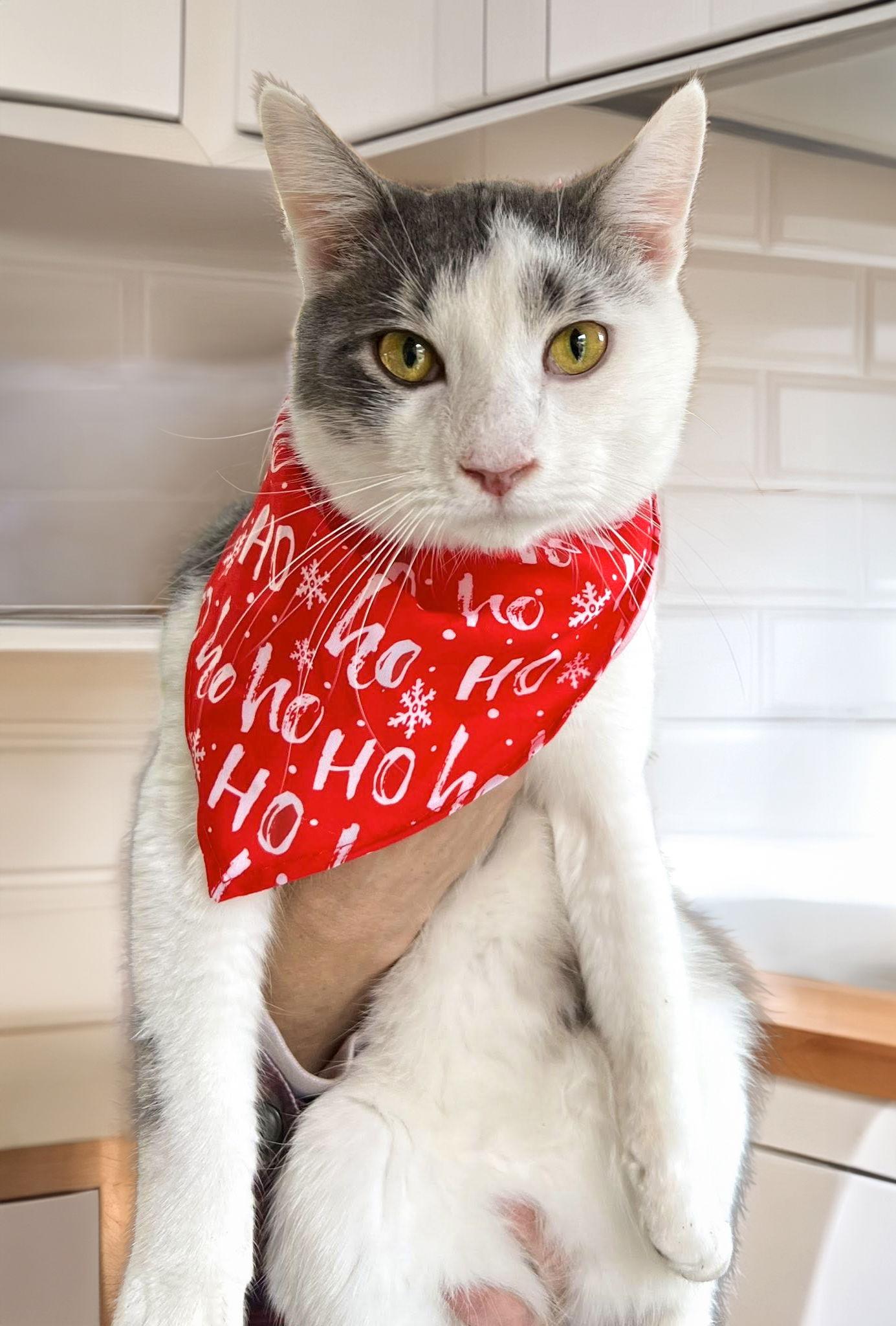 Enlarge Zephyr, a Adoptable Domestic Short Hair in Coatesville, PA image 1/3