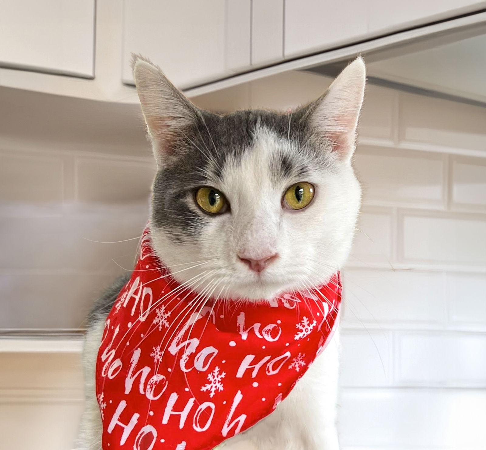 Zephyr, Adoptable, Young Male Domestic Short Hair.