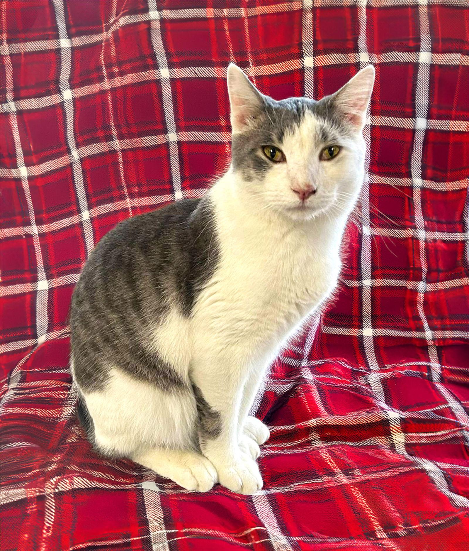 Enlarge Zephyr, a Adoptable Domestic Short Hair in Coatesville, PA image 2/3