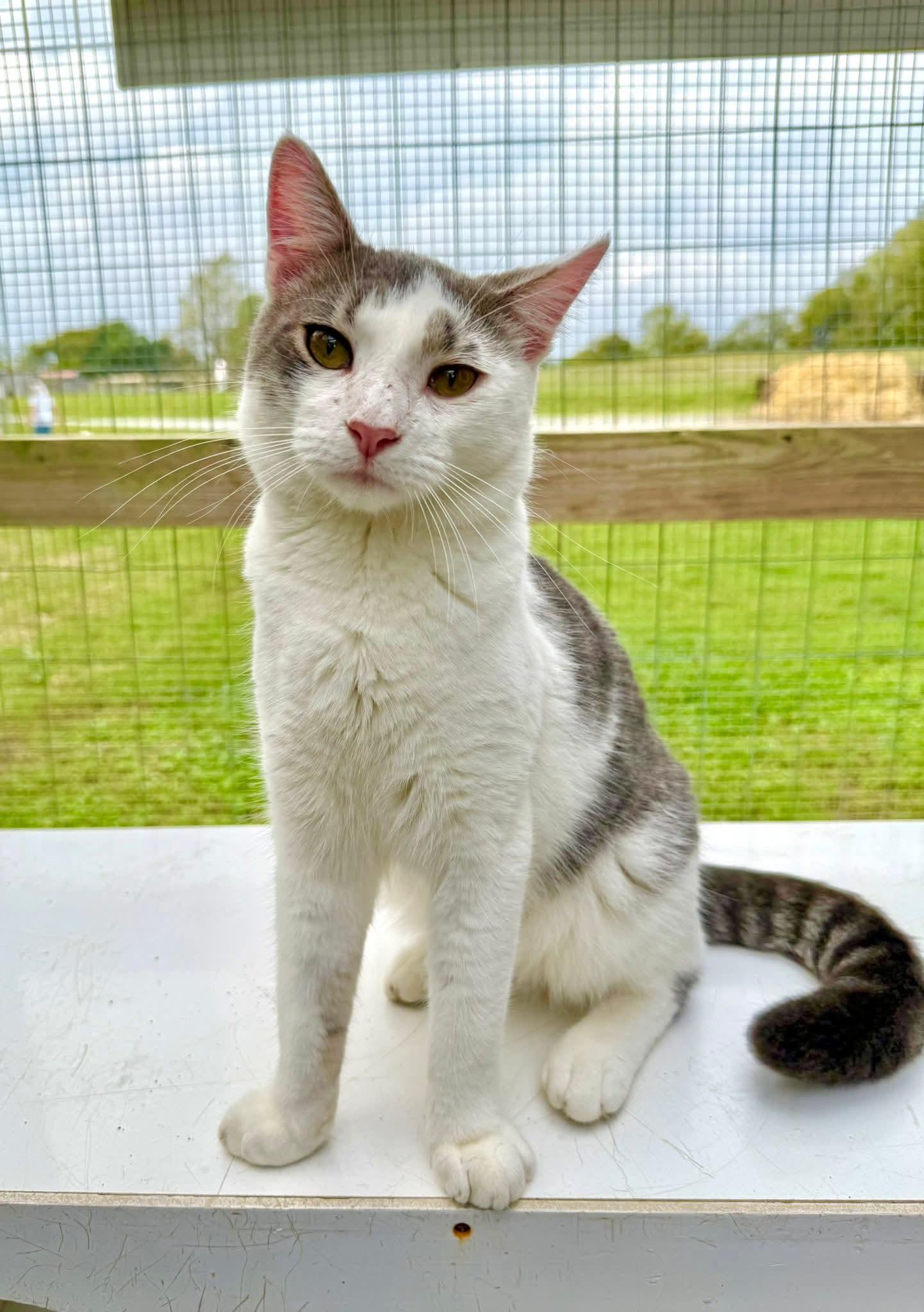 Enlarge Zephyr, a Adoptable Domestic Short Hair in Coatesville, PA image 3/3