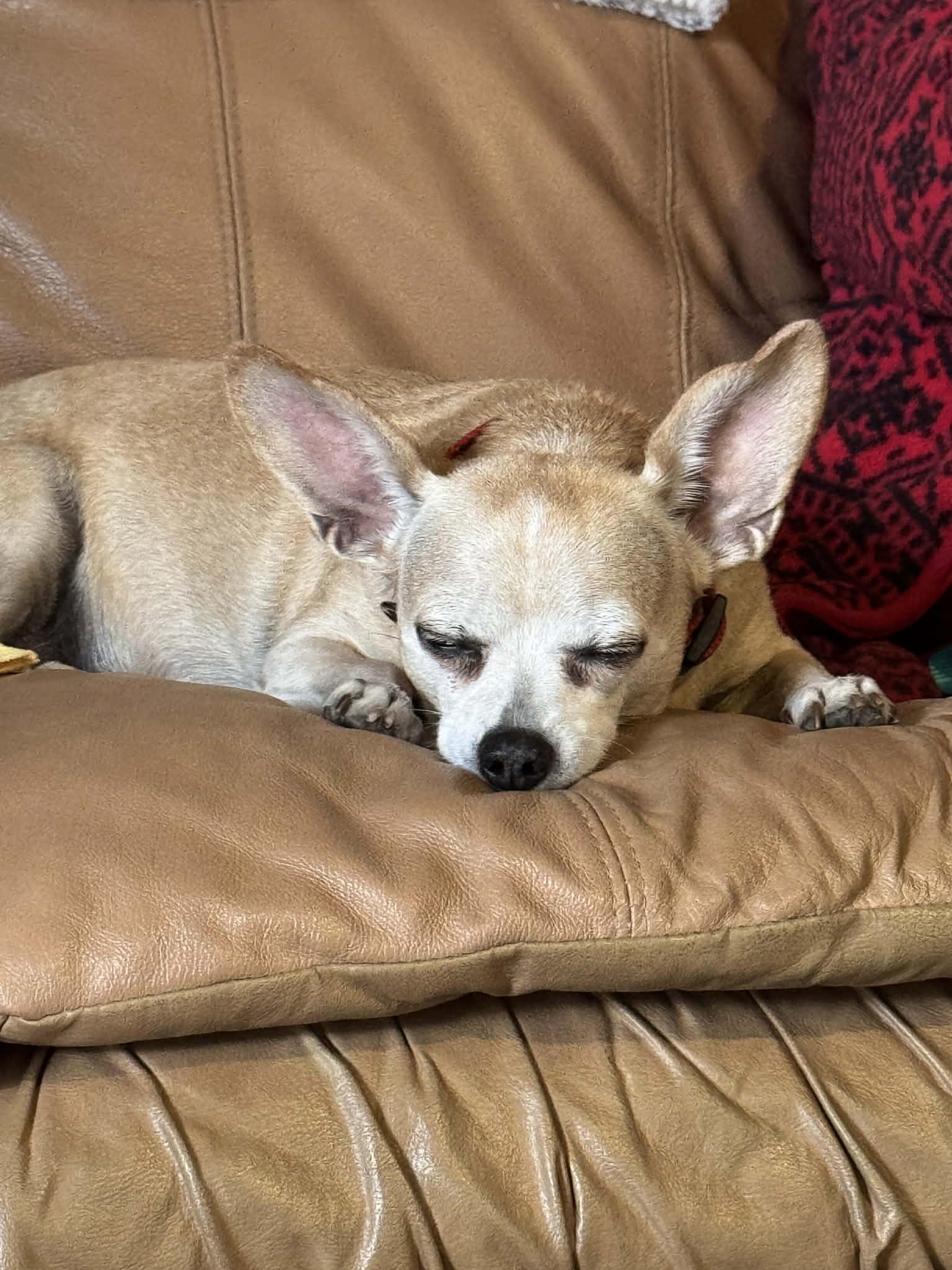 Chrissy, an adopted Chihuahua in Redding, CA image 2/4