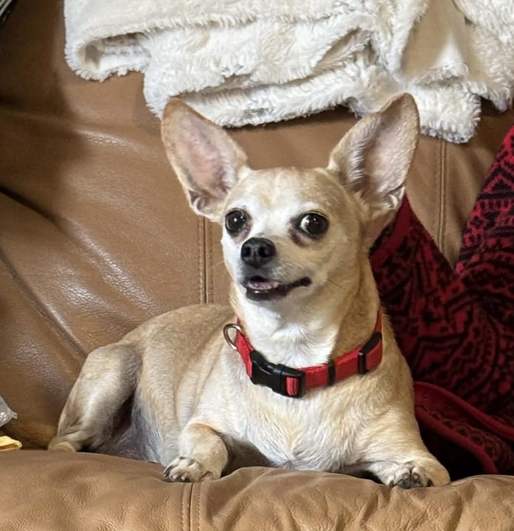 Chrissy, an adopted Chihuahua in Redding, CA image 3/4