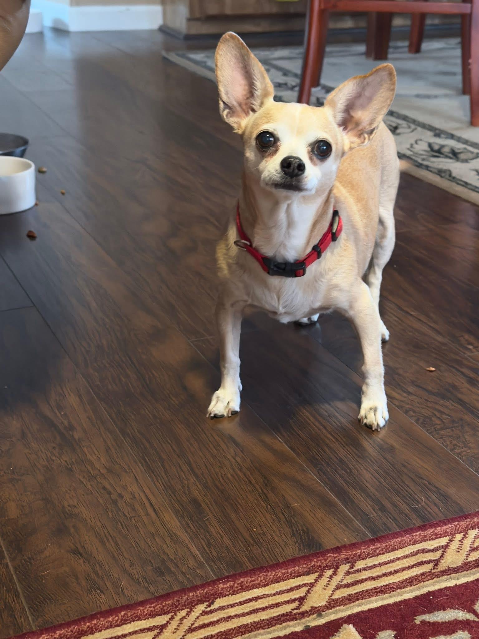 Chrissy, adopted, Senior Female Chihuahua.
