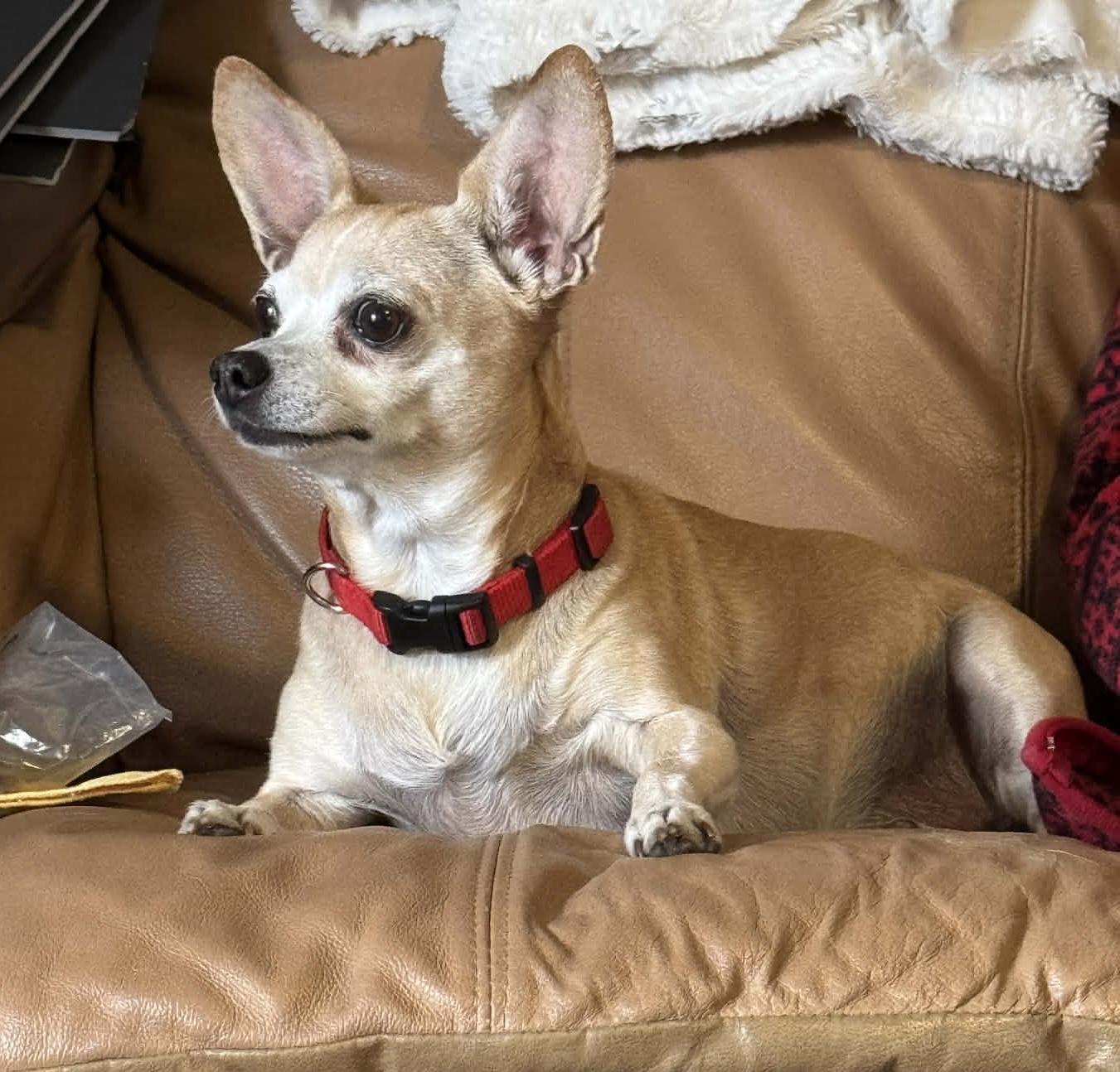 Chrissy, an adopted Chihuahua in Redding, CA image 4/4