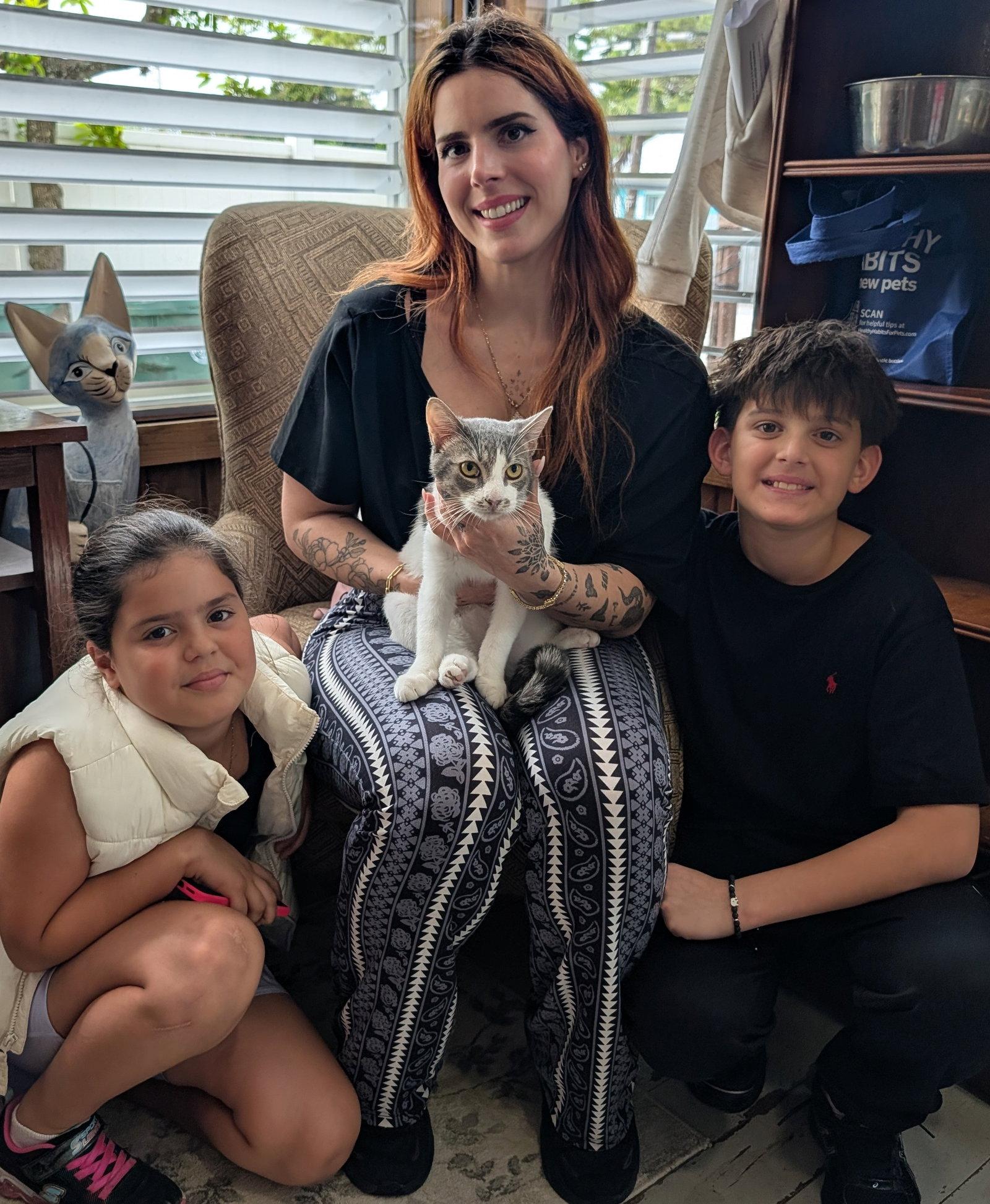 Bam Bam, Adopted, Young Male Domestic Short Hair.